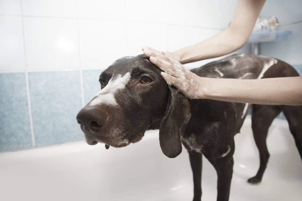Toiletteur lavant un chien en salon professionnel